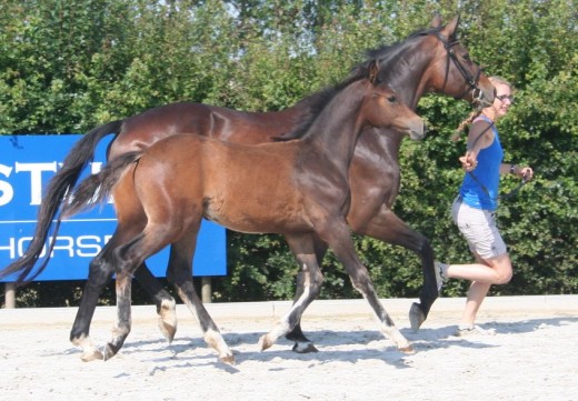 Open veulenkampioenschap 22 Augustus